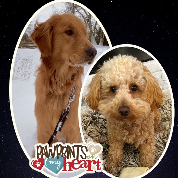 Meet your Posher, Brandy - Picture 16 of 16